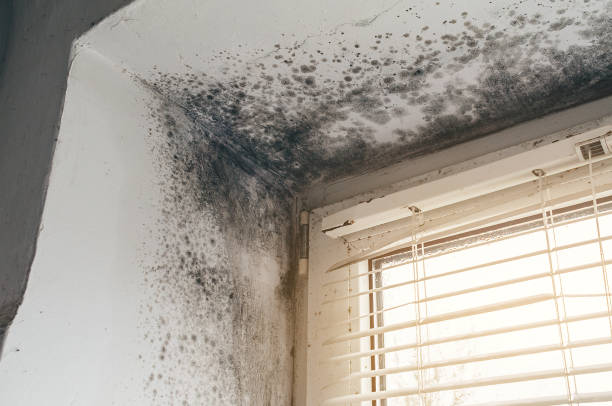 Affordable Mold Cleanup solutions in Hope Mills, NC